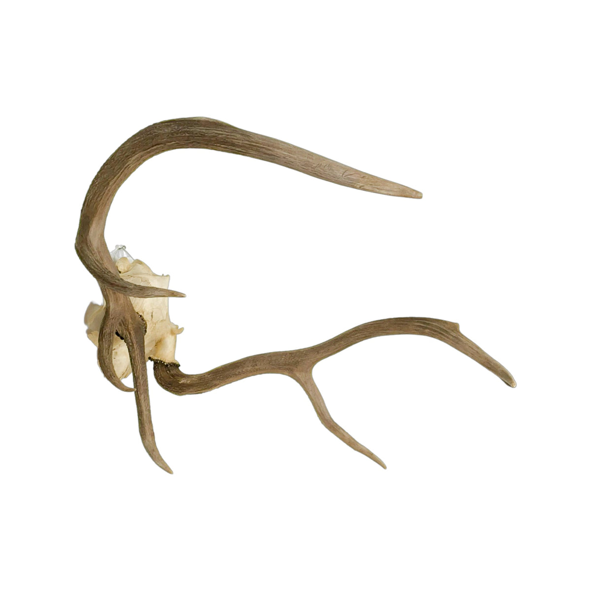 A Home Decor Taxidermy Elk European Skull of Grade Inferior