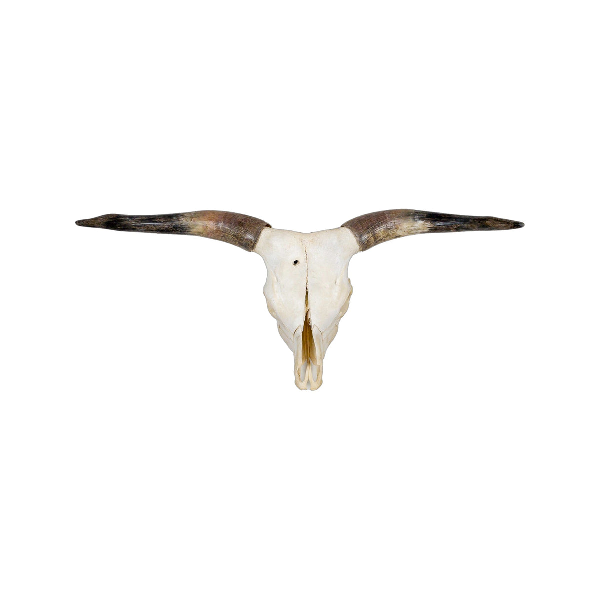 A Home Decor Taxidermy Longhorn Skull of Grade Respectable