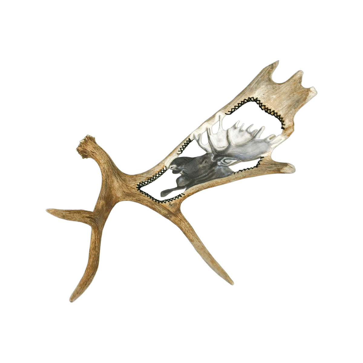 A Moose Engraved Antler Taxidermy Wall Decor featuring a moose head