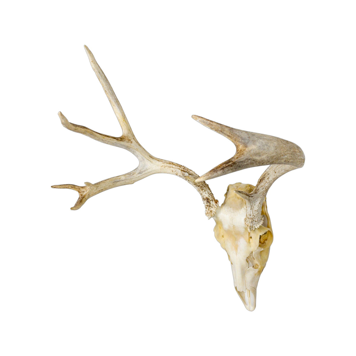 A Home Decor Taxidermy Mule Deer European Skull of Grade Respectable