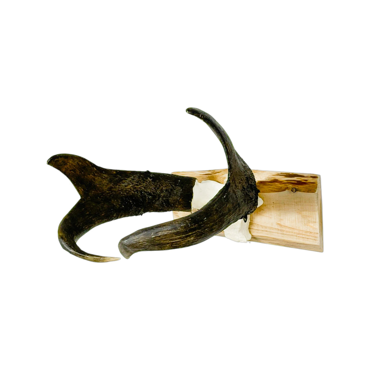 A Home Decor Taxidermy Pronghorn Skull of Grade World Class