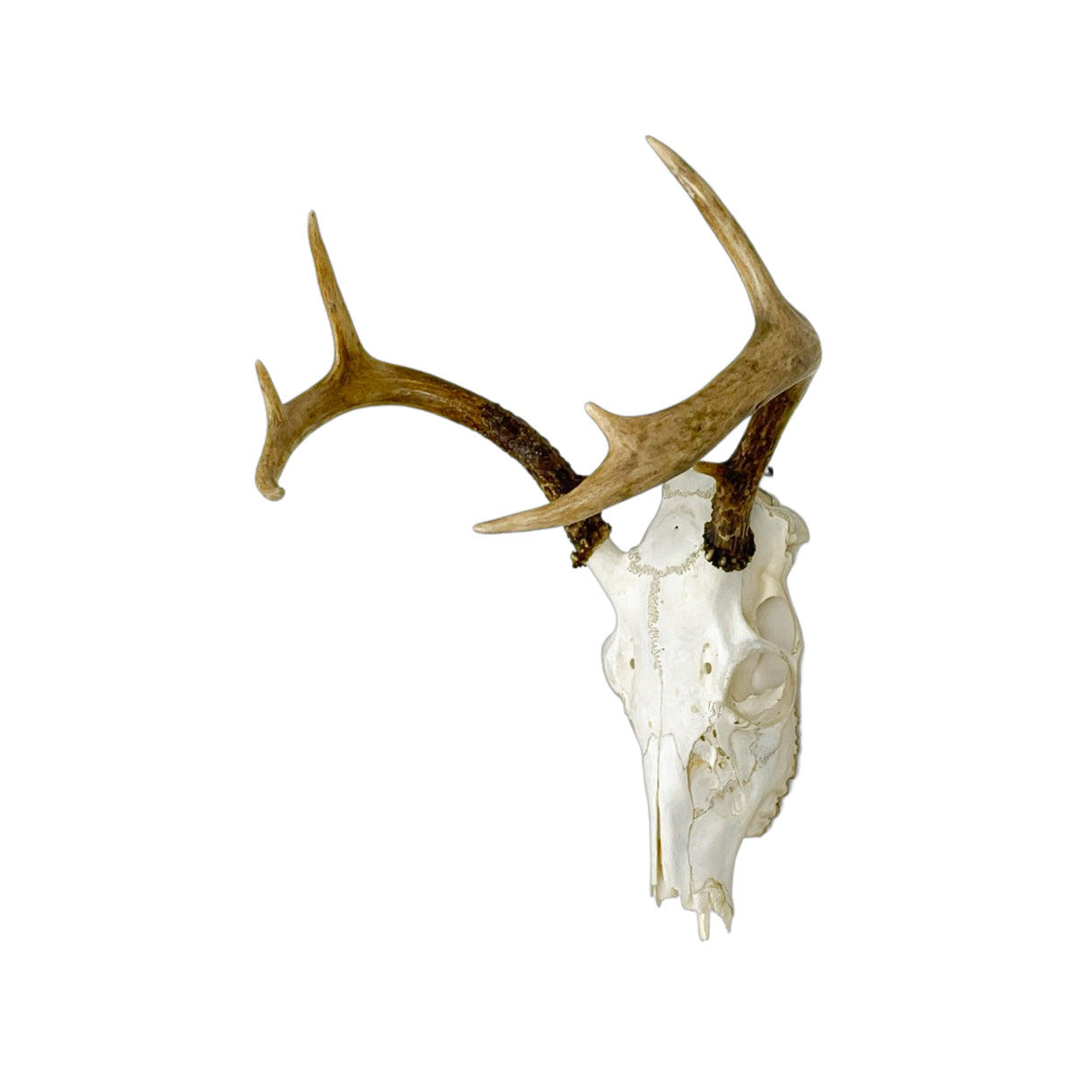 A Home Decor Taxidermy White-Tailed Deer European Skull of Grade Inferior