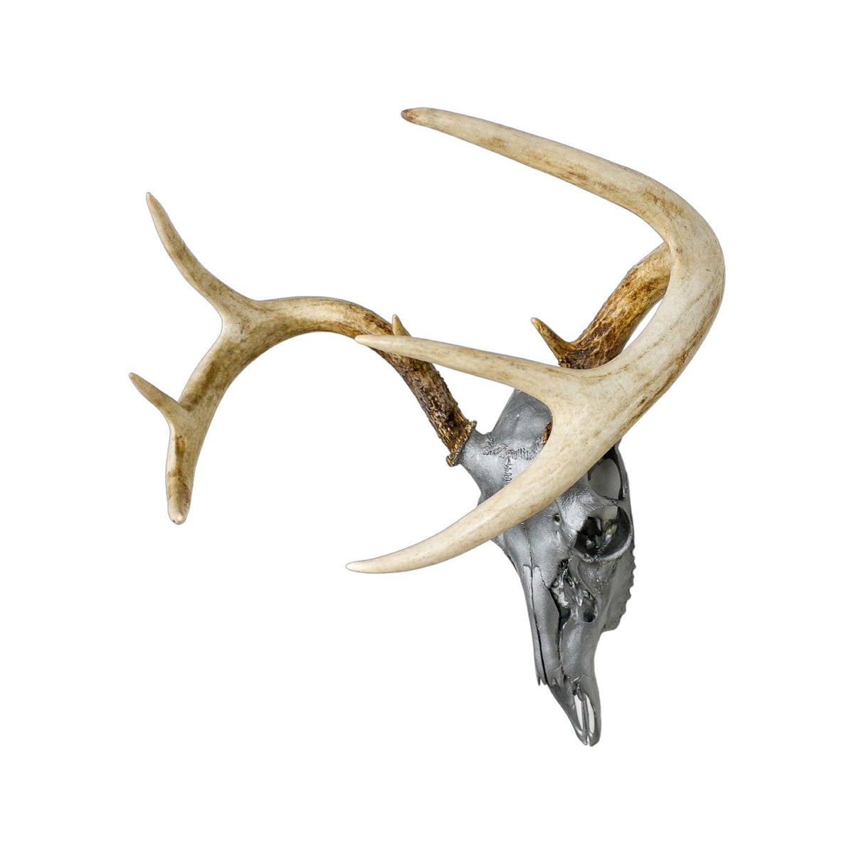 A Home Decor Taxidermy White-Tailed Deer Silver Painted European Skull of Grade Respectable