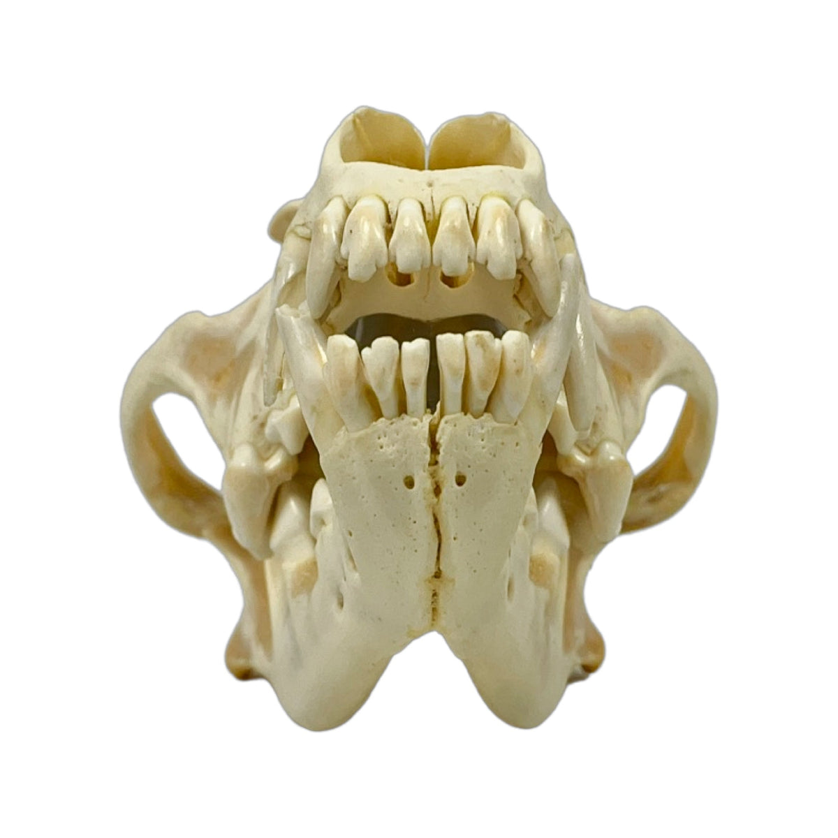 A Home Decor Taxidermy Wolf Skull of Grade Respectable