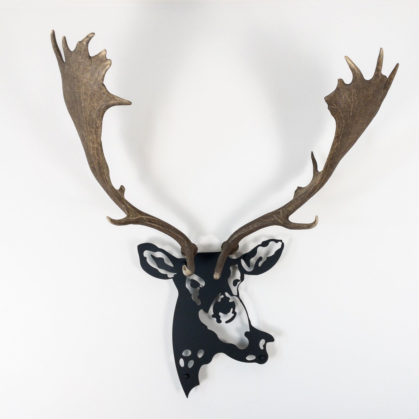 A metal wall decor made from real shed Fallow Deer antlers mounted on a metal head