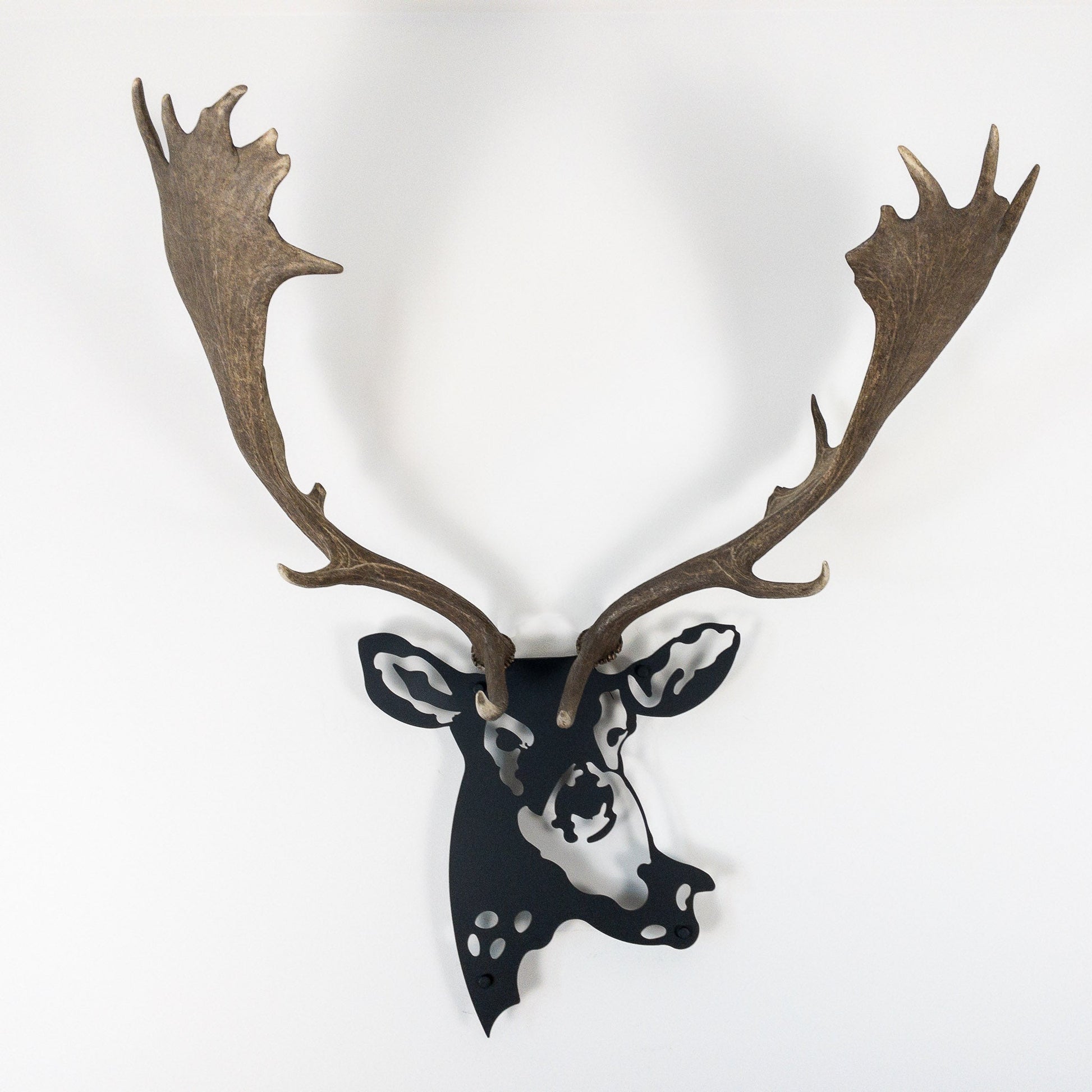 A metal wall decor made from real shed  Fallow Deer antlers mounted on a metal head