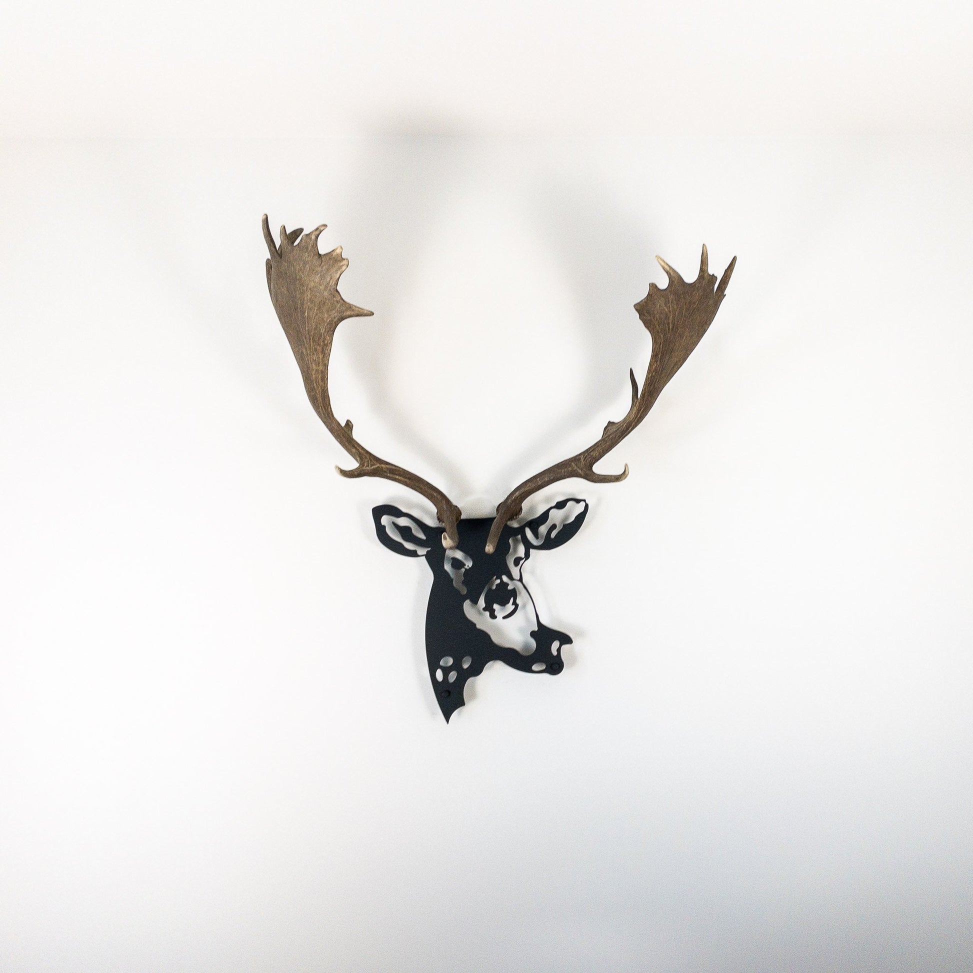 A metal wall decor made from real shed  Fallow Deer antlers mounted on a metal head