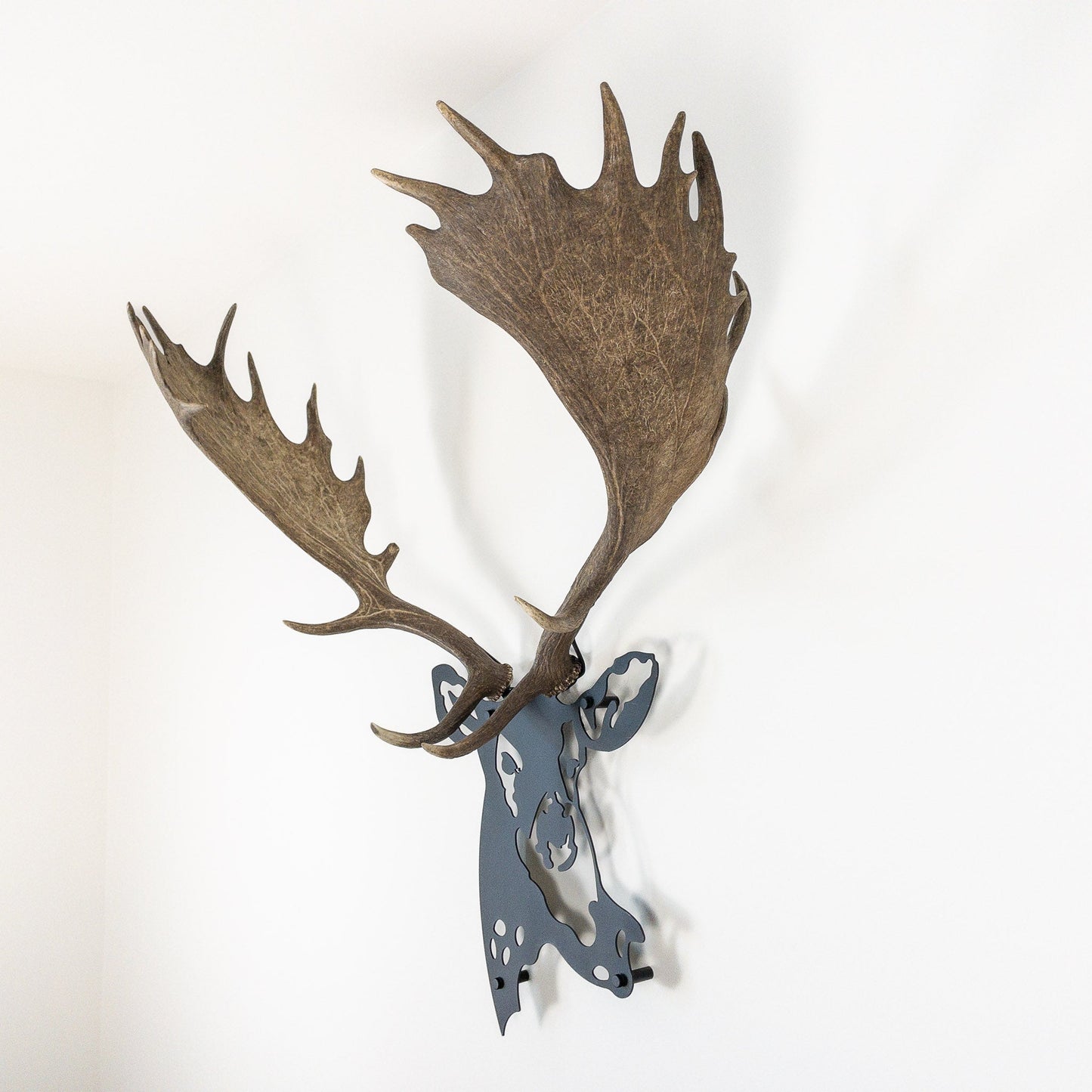 A metal wall decor made from real shed Fallow Deer antlers mounted on a metal head