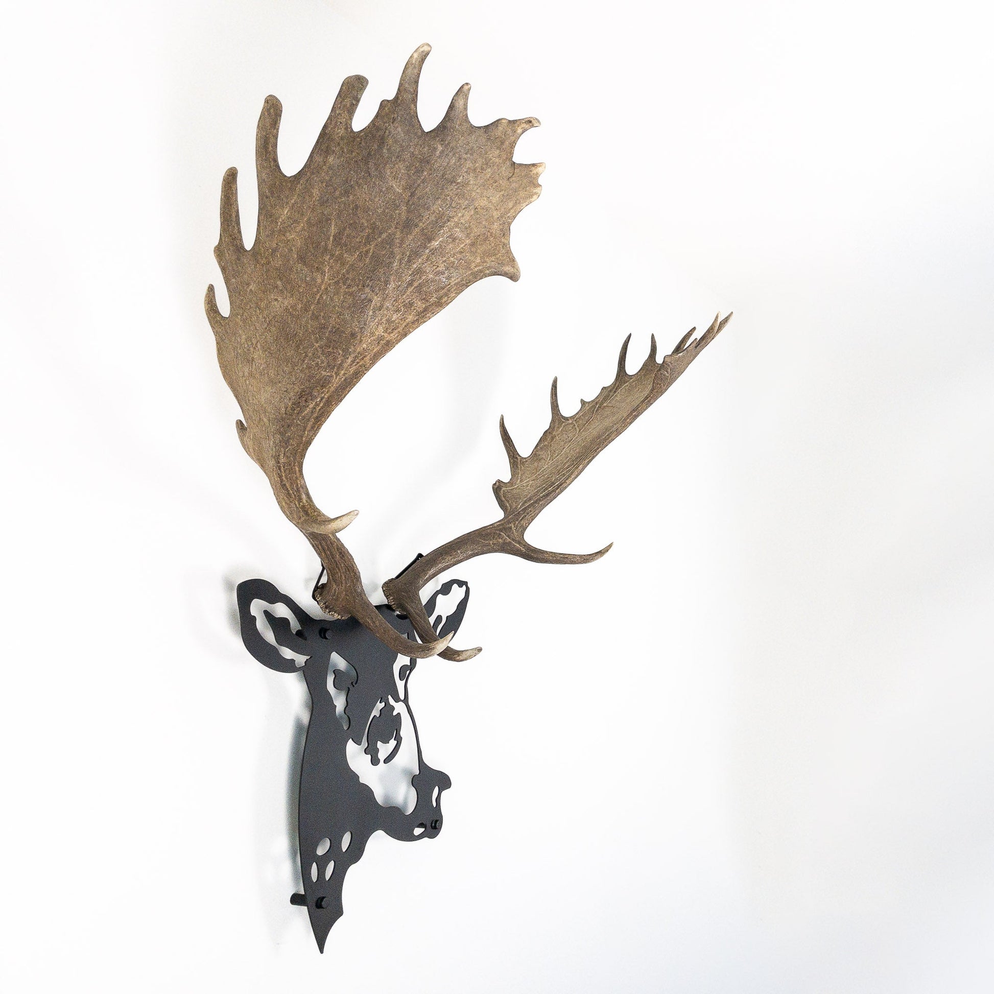 A metal wall decor made from real shed  Fallow Deer antlers mounted on a metal head