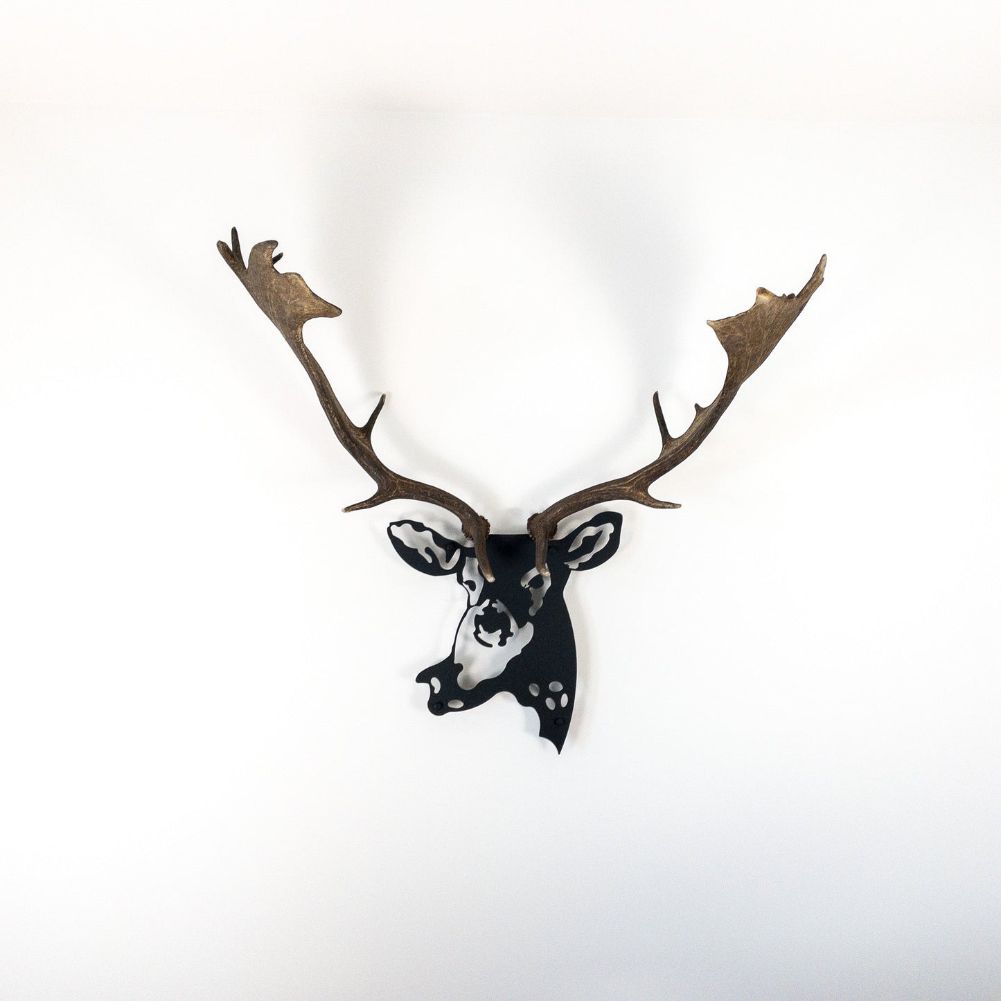 A metal wall decor made from real shed  Fallow Deer antlers mounted on a metal head