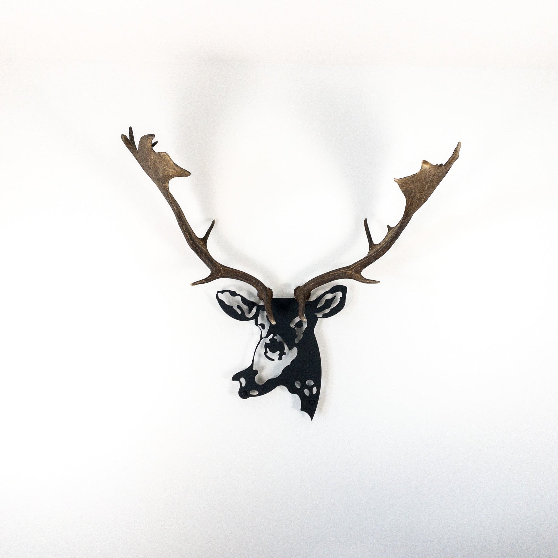 A metal wall decor made from real shed  Fallow Deer antlers mounted on a metal head