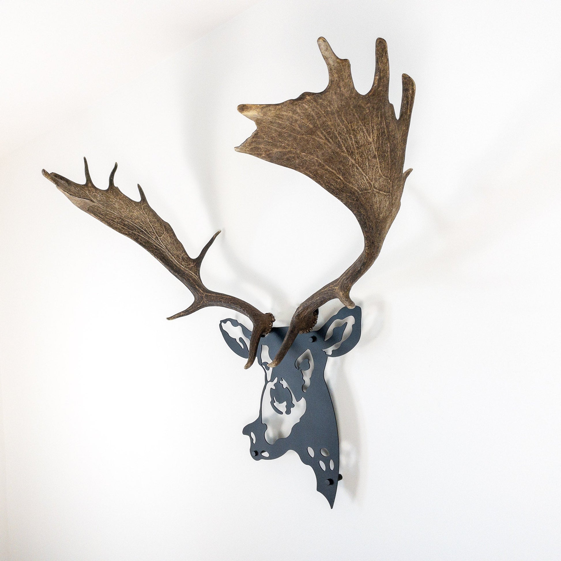 A metal wall decor made from real shed  Fallow Deer antlers mounted on a metal head
