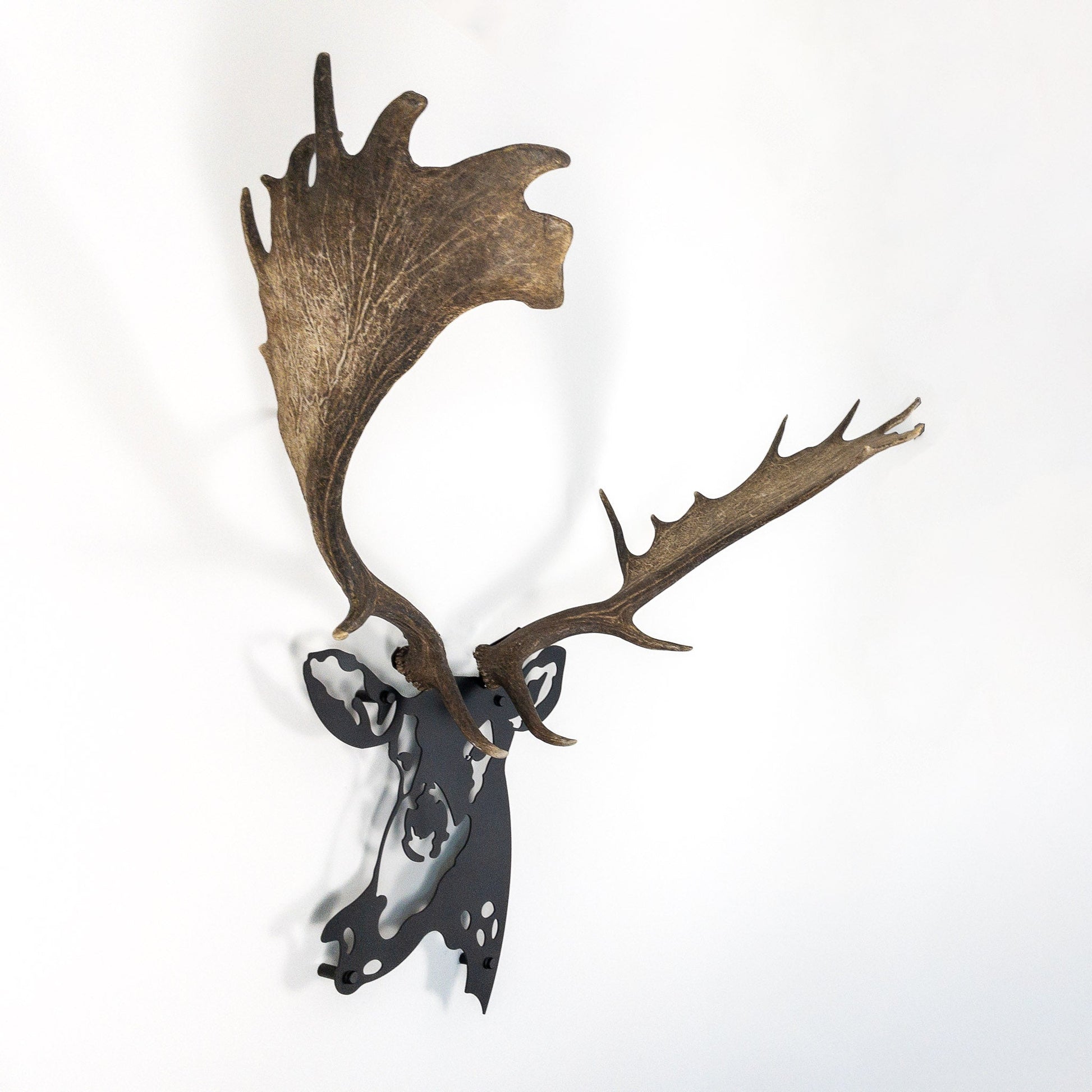 A metal wall decor made from real shed  Fallow Deer antlers mounted on a metal head