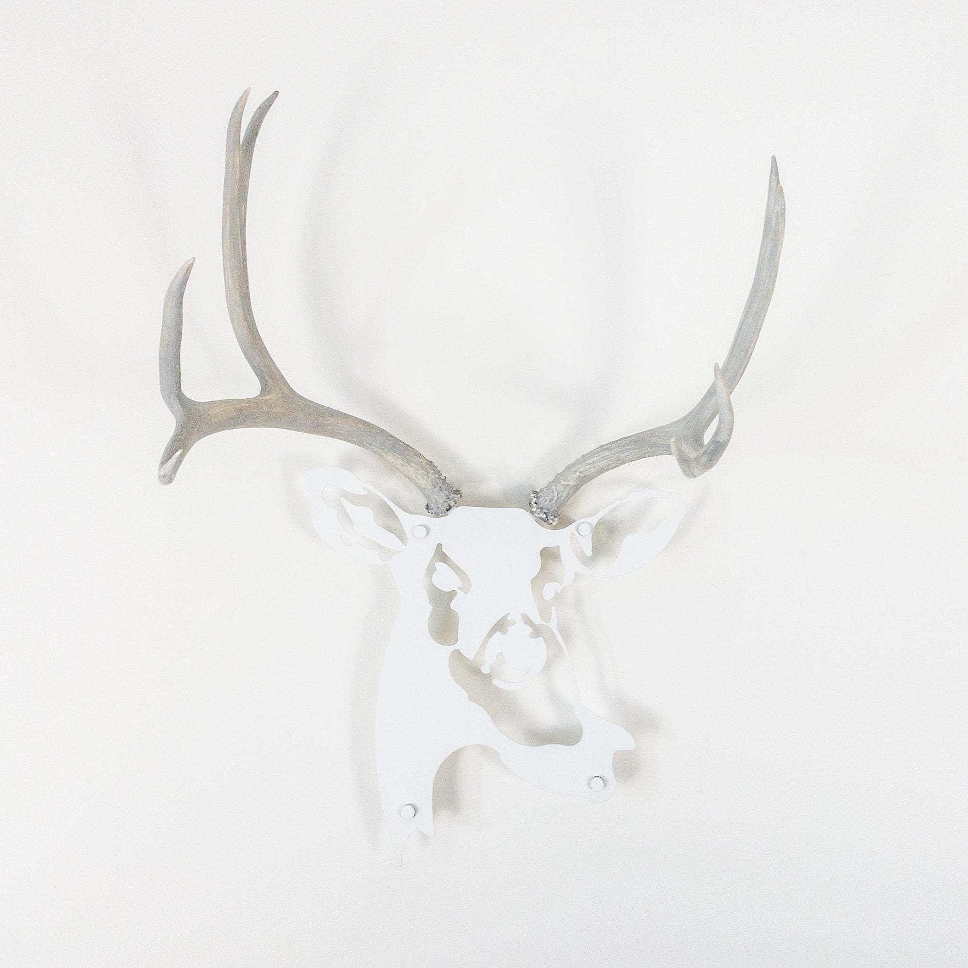 A metal wall decor made from real ethically sourced  Mule Deer antlers mounted on a metal head
