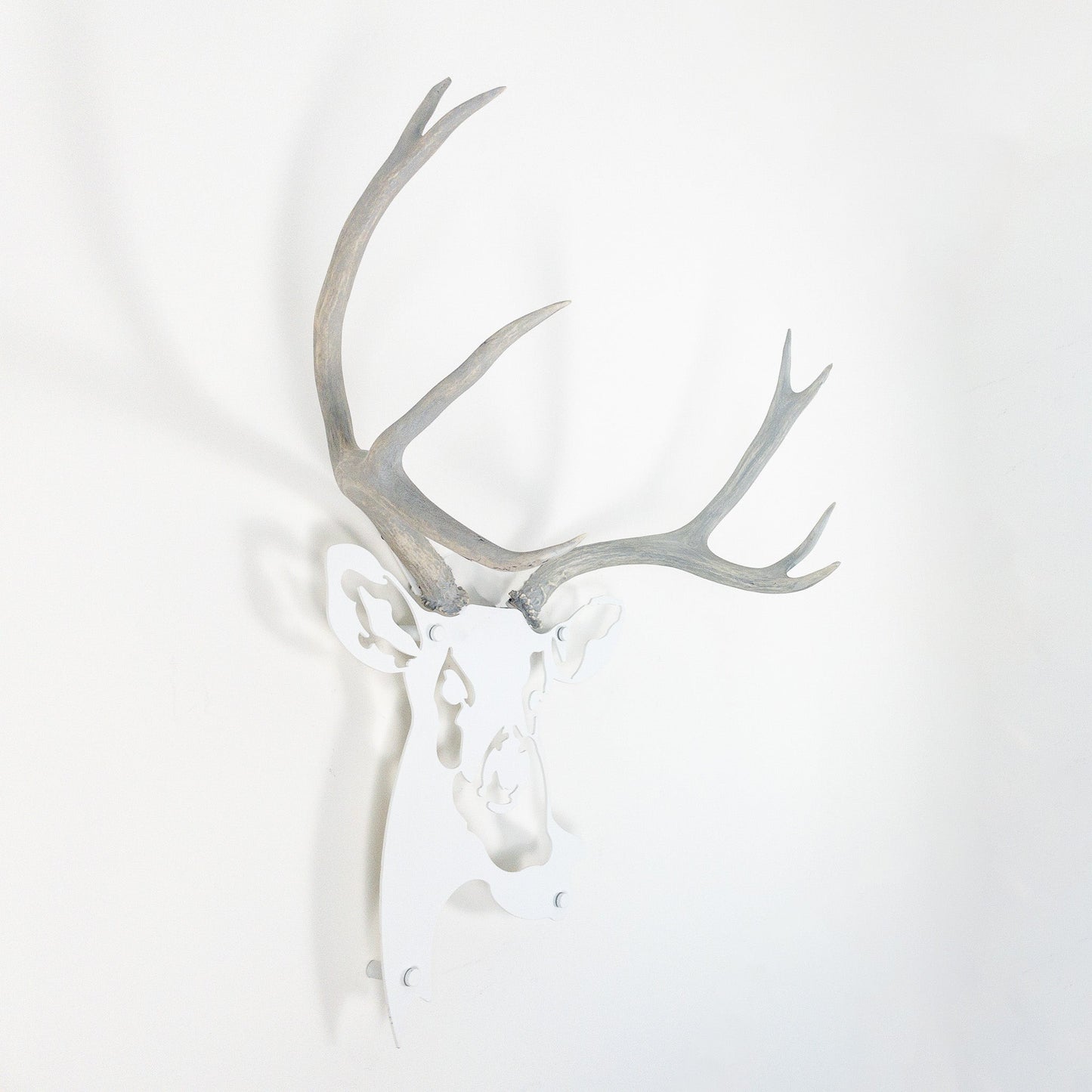 A metal wall decor made from real ethically sourced  Mule Deer antlers mounted on a metal head
