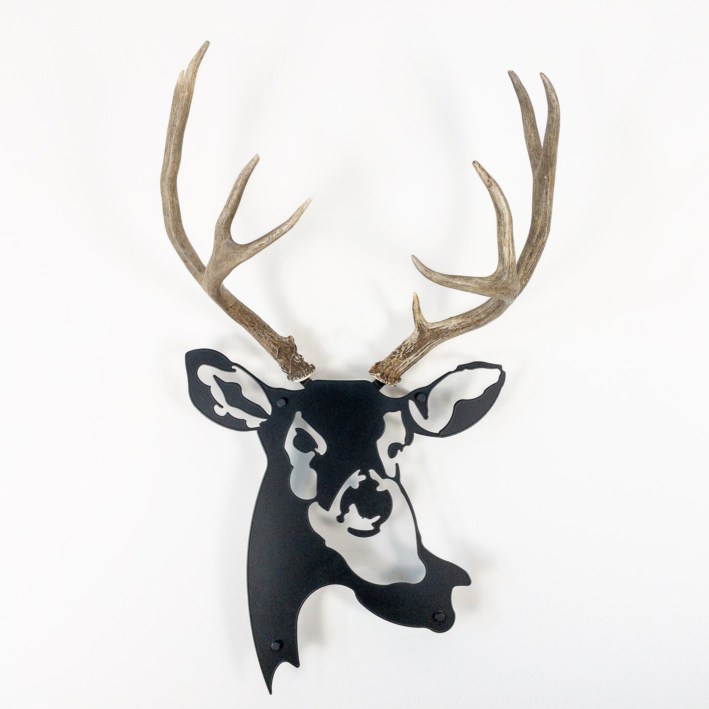 A metal wall decor made from real shed  Mule Deer antlers mounted on a metal head