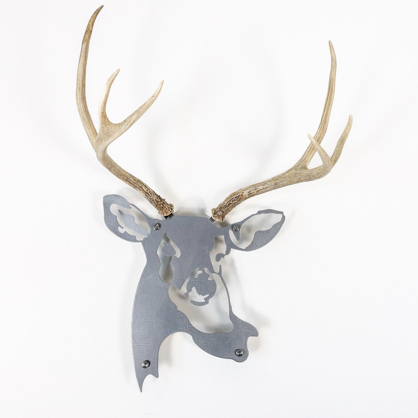 A metal wall decor made from real shed Mule Deer antlers mounted on a metal head