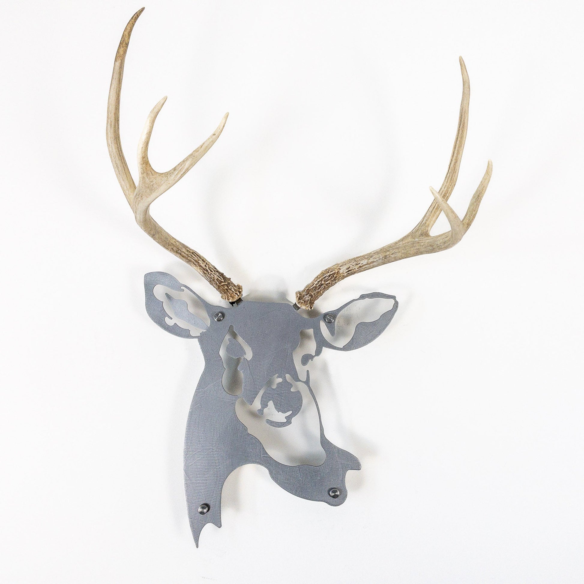 A metal wall decor made from real shed  Mule Deer antlers mounted on a metal head