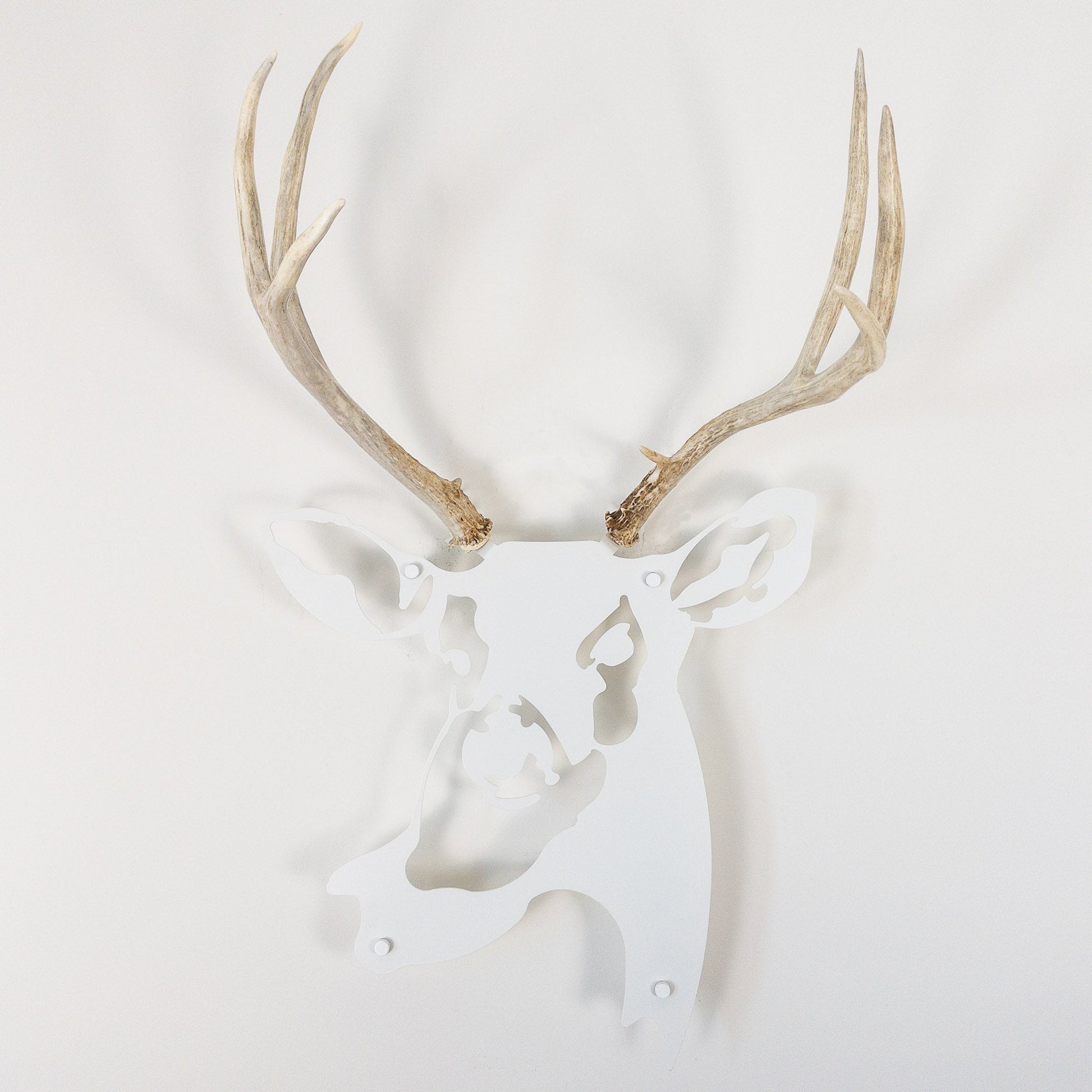 A metal wall decor made from real shed  Mule Deer antlers mounted on a metal head