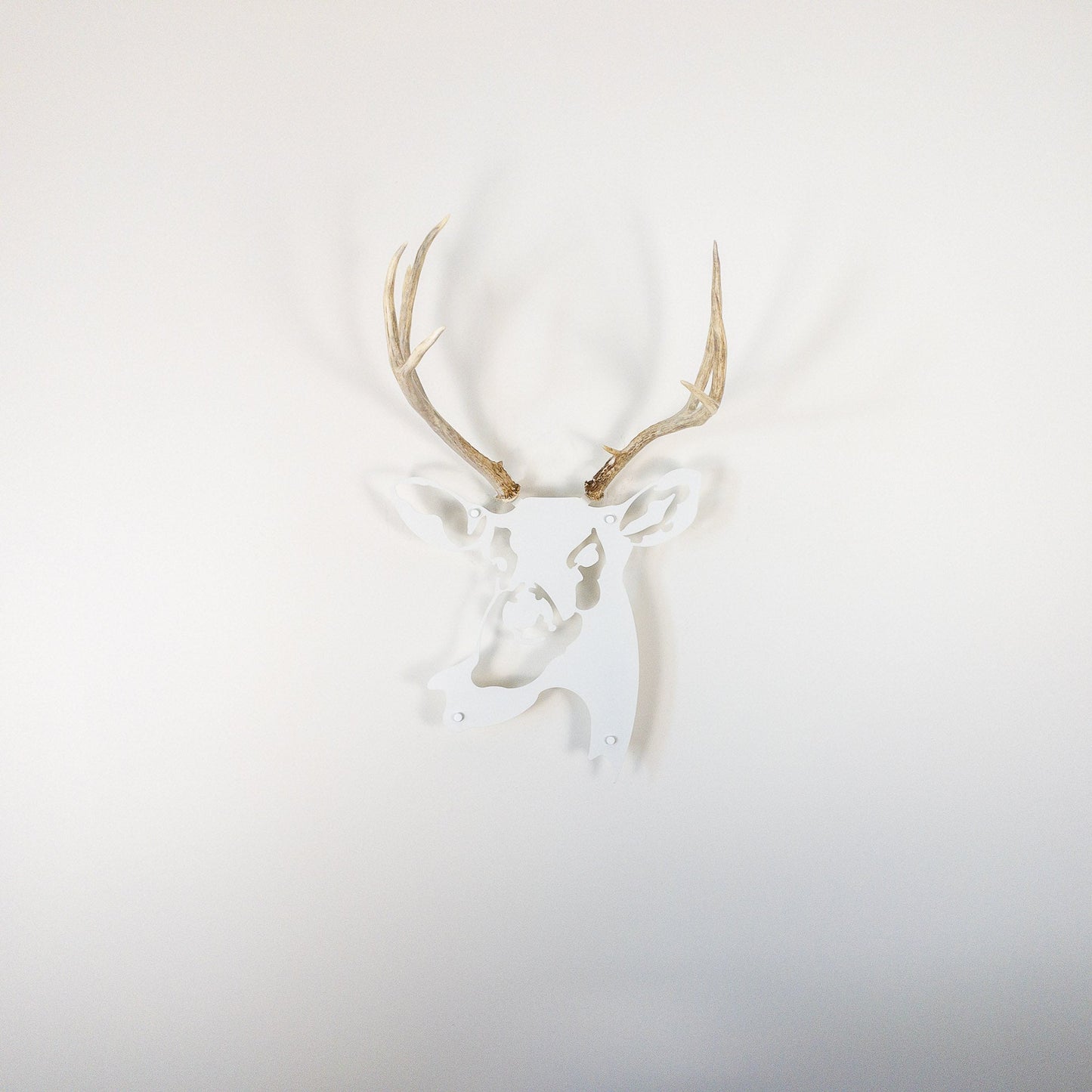 A metal wall decor made from real shed  Mule Deer antlers mounted on a metal head