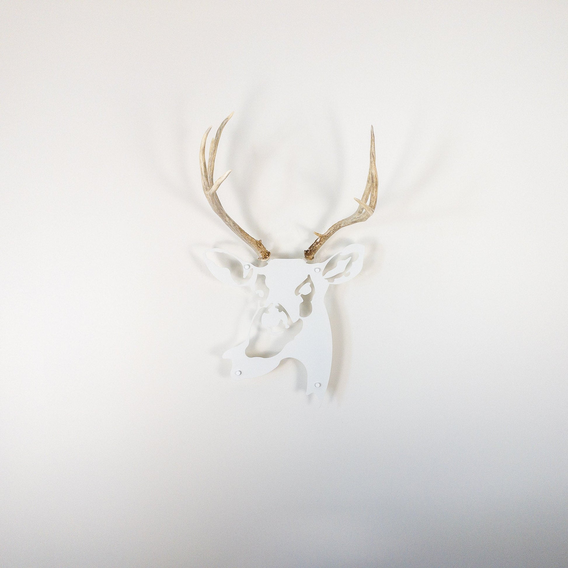 A metal wall decor made from real shed  Mule Deer antlers mounted on a metal head