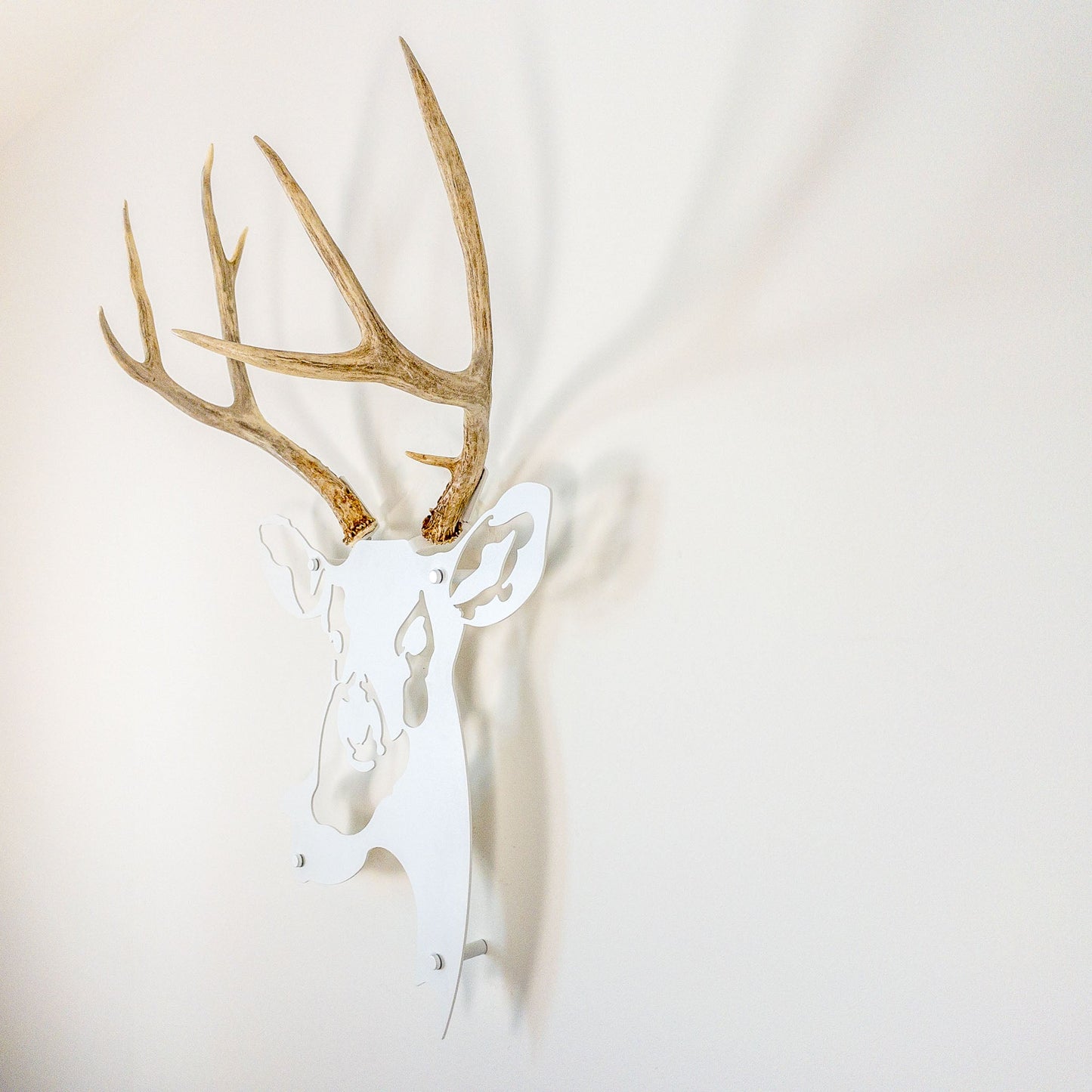 A metal wall decor made from real shed  Mule Deer antlers mounted on a metal head
