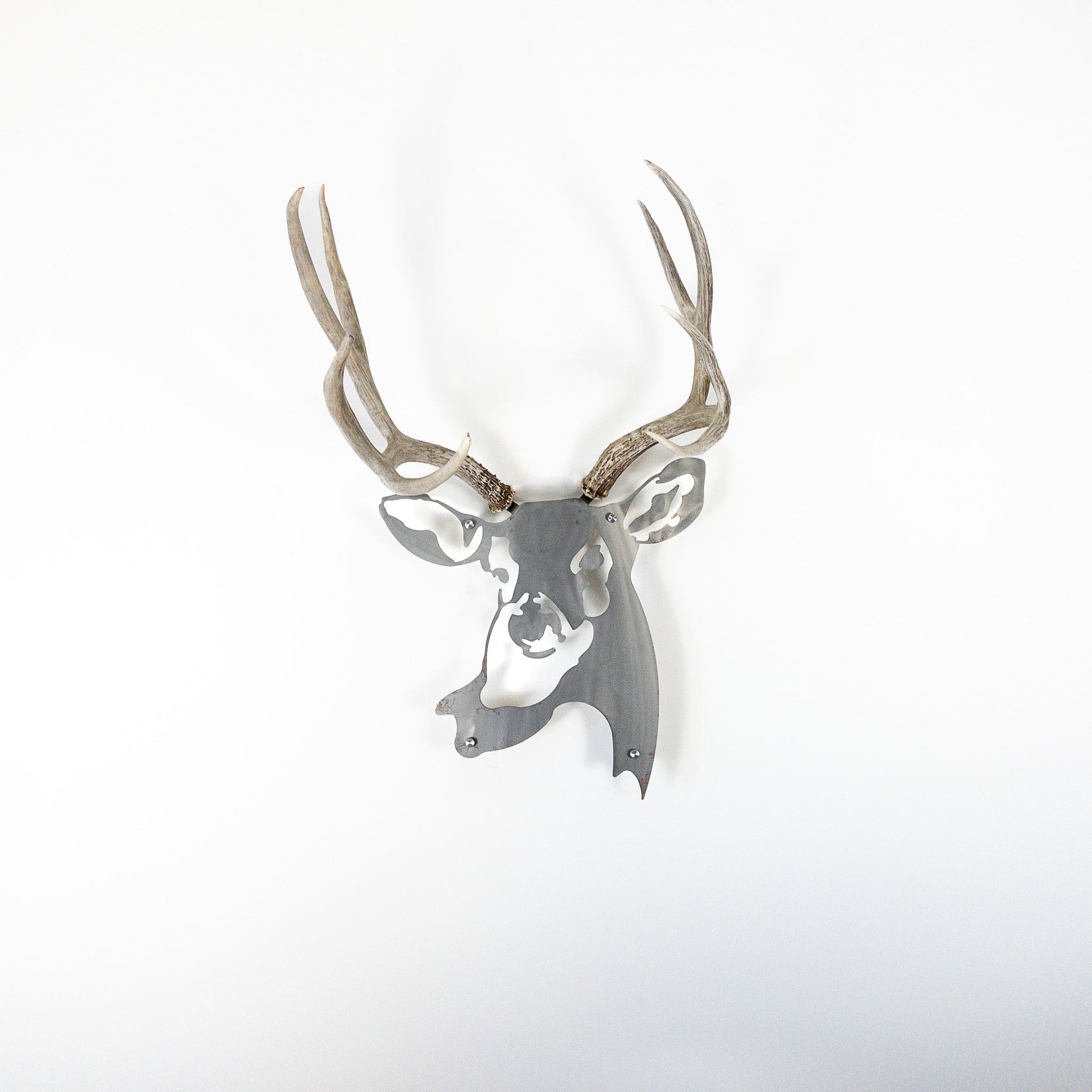 A metal wall decor made from real shed  Mule Deer antlers mounted on a metal head