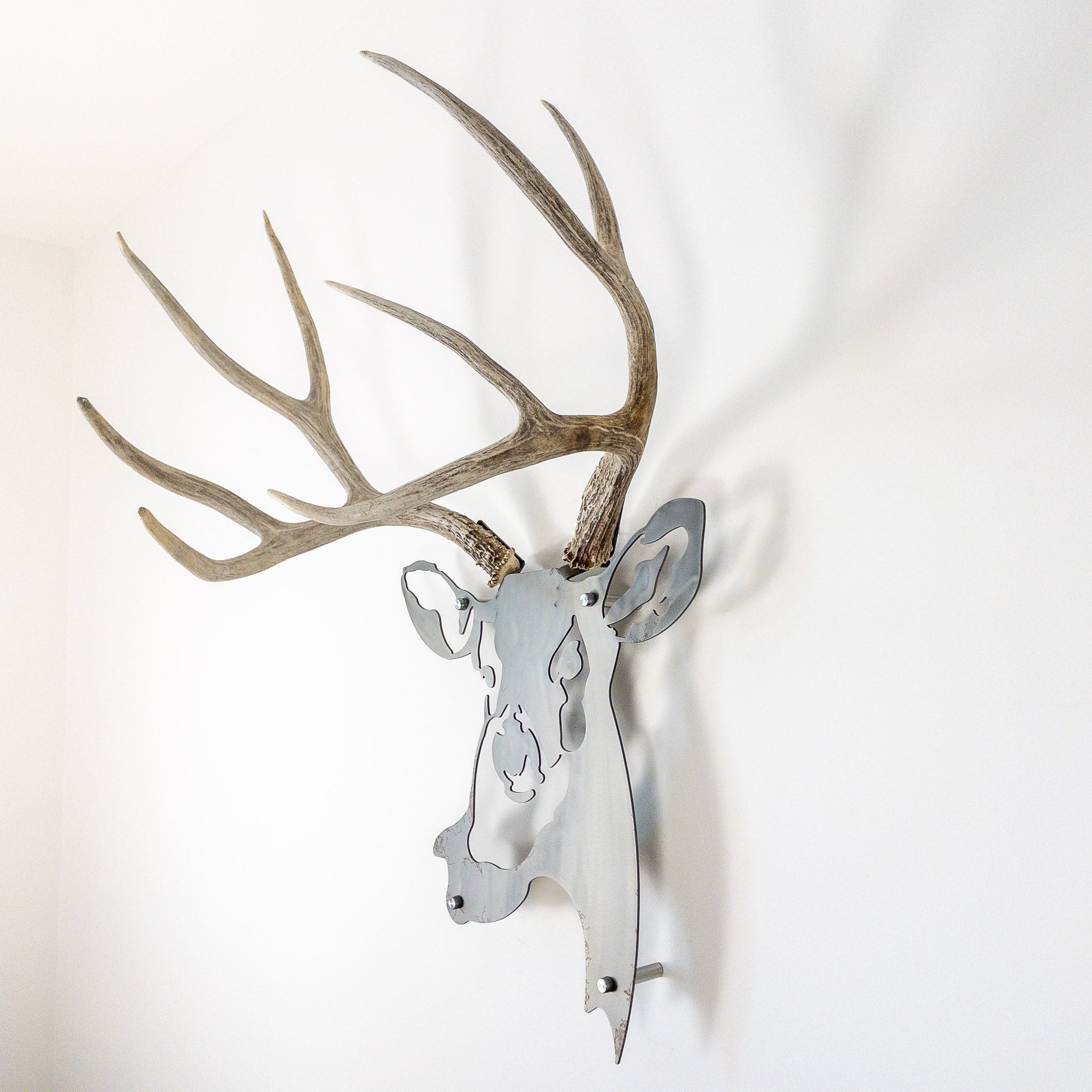 A metal wall decor made from real shed  Mule Deer antlers mounted on a metal head