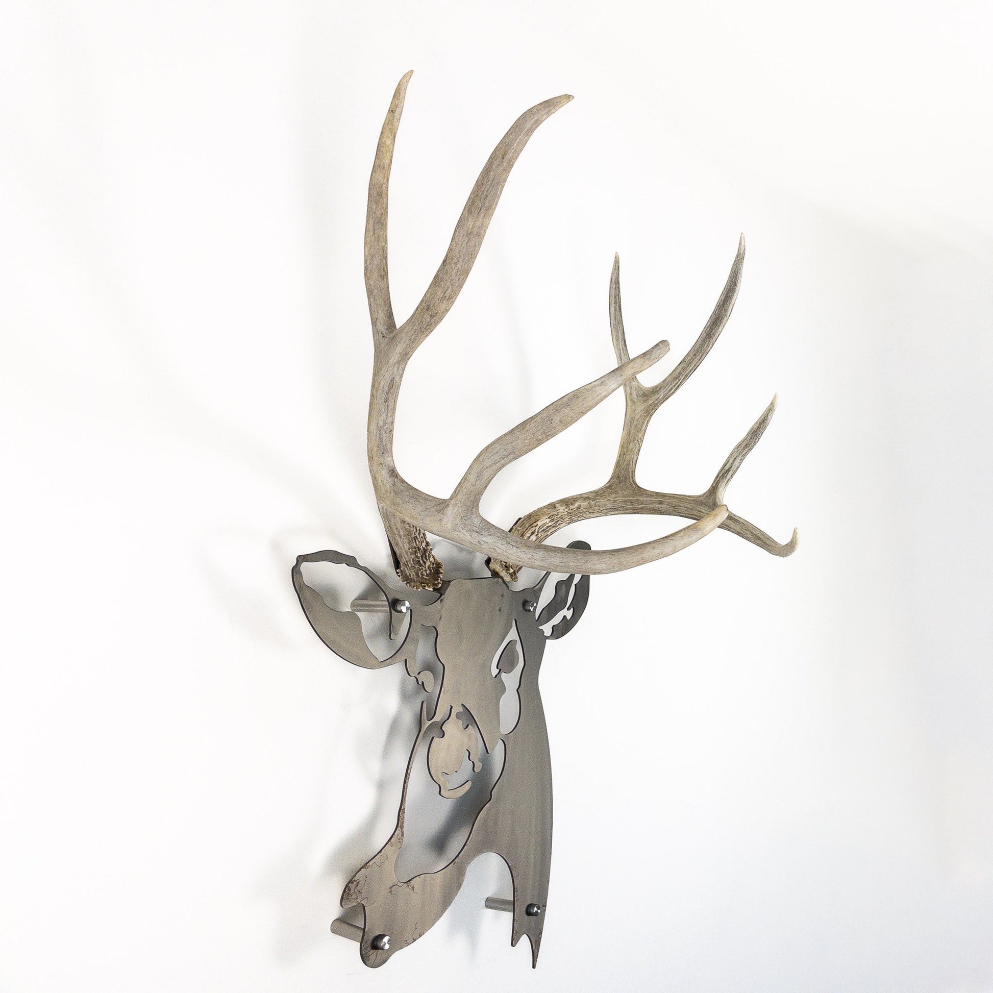 A metal wall decor made from real shed  Mule Deer antlers mounted on a metal head