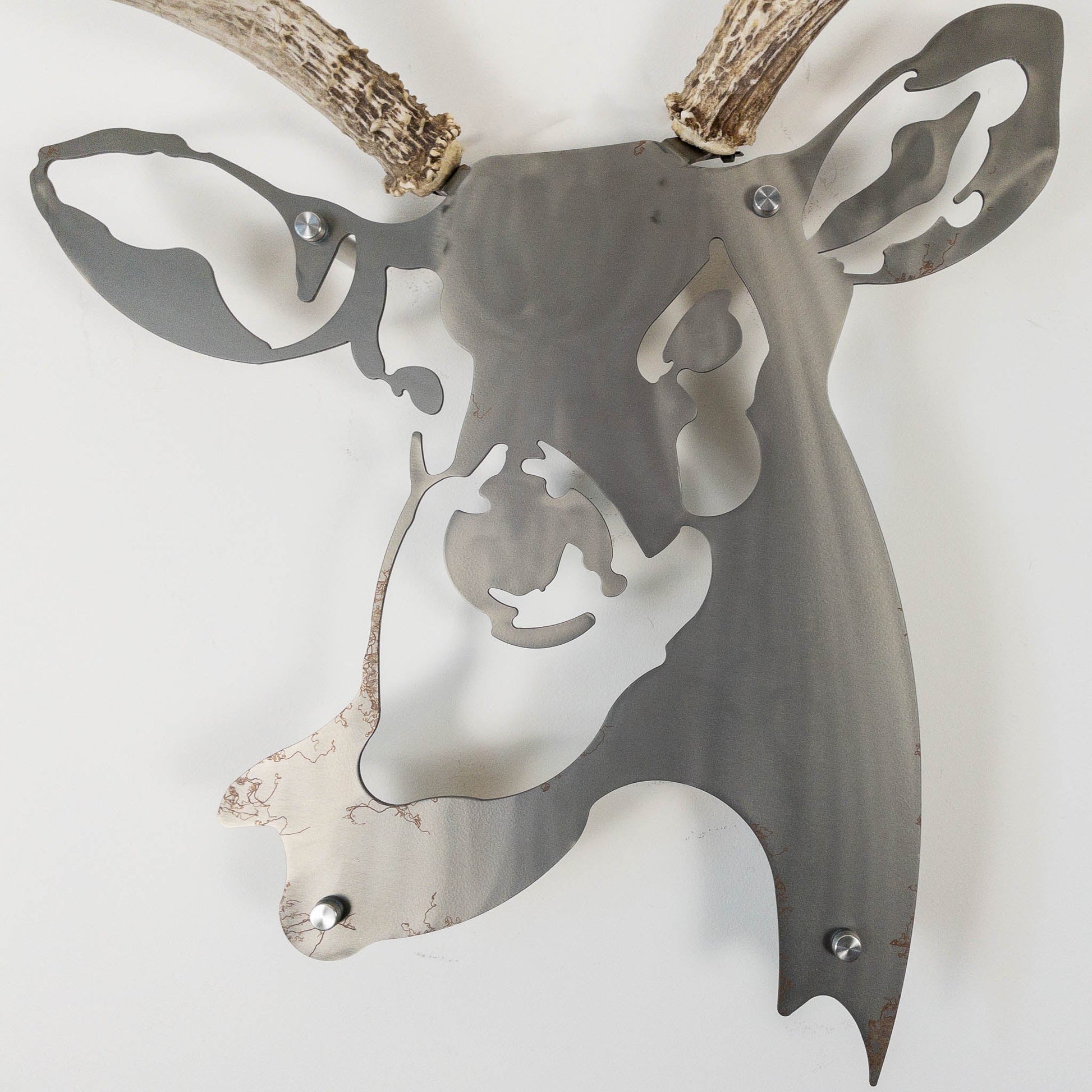 A metal wall decor made from real shed  Mule Deer antlers mounted on a metal head