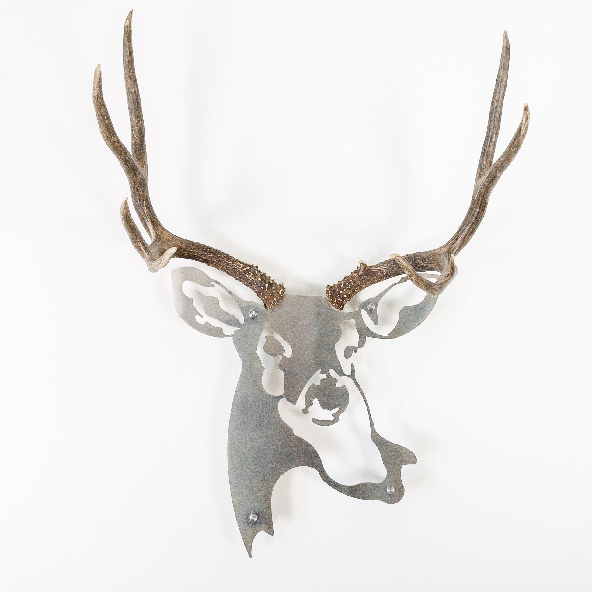 A metal wall decor made from real ethically sourced  Mule Deer antlers mounted on a metal head