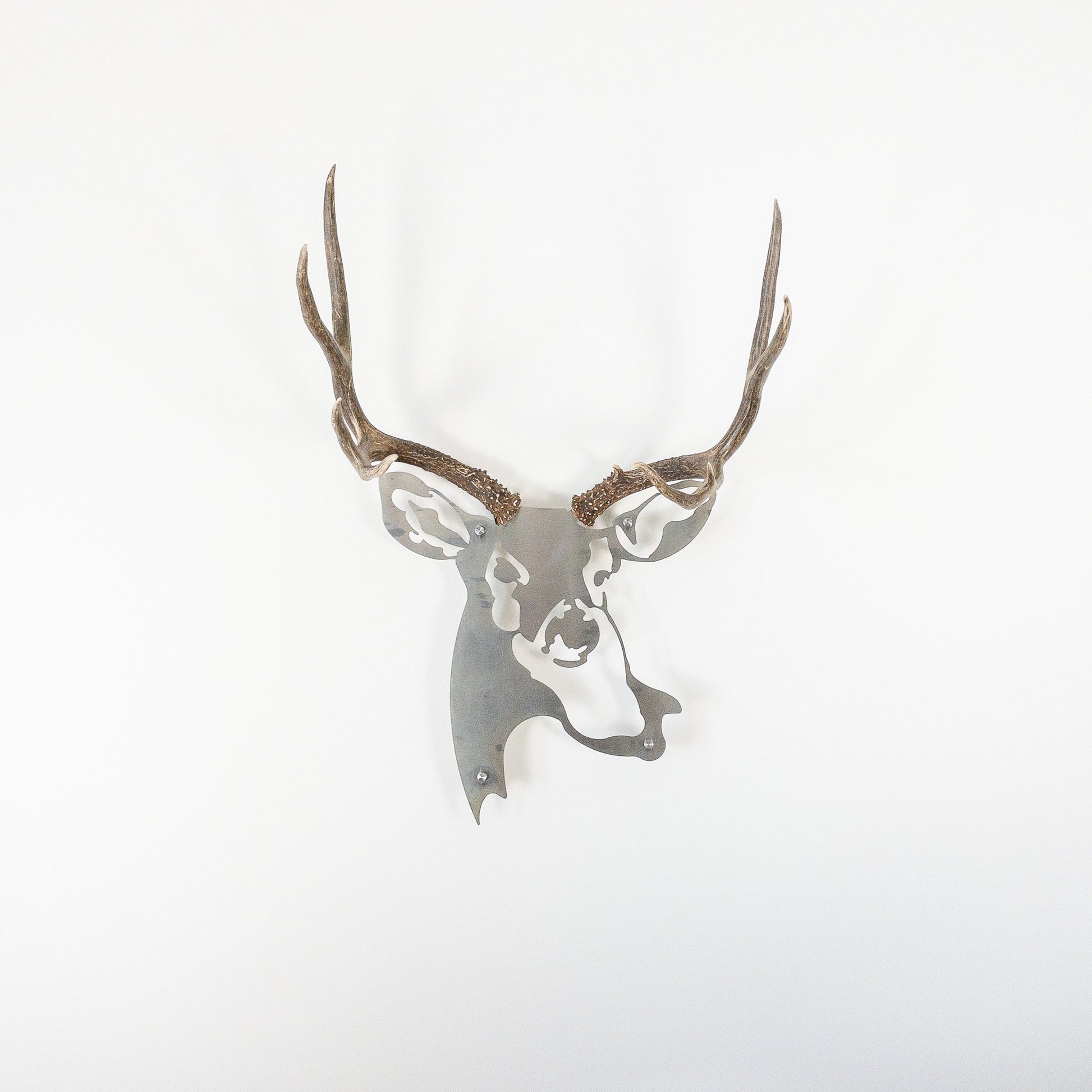 A metal wall decor made from real ethically sourced  Mule Deer antlers mounted on a metal head