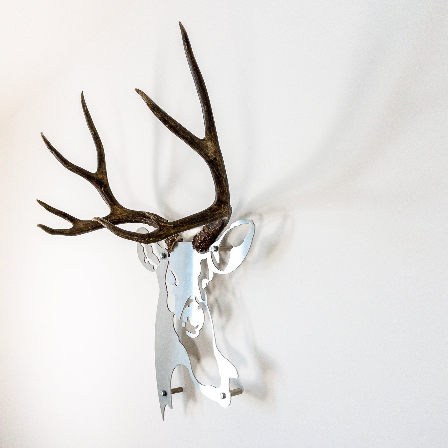 A metal wall decor made from real ethically sourced  Mule Deer antlers mounted on a metal head