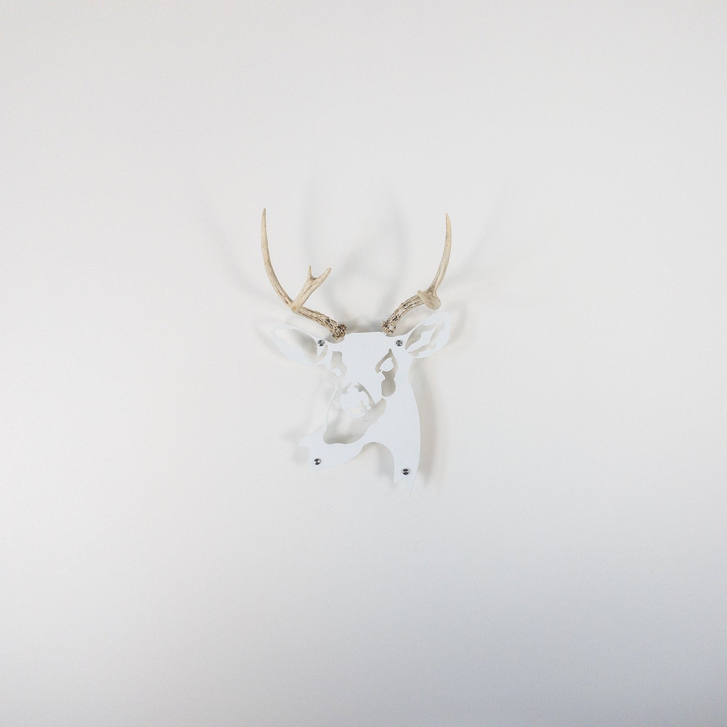 A metal wall decor made from real ethically sourced  White-Tailed Deer antlers mounted on a metal head