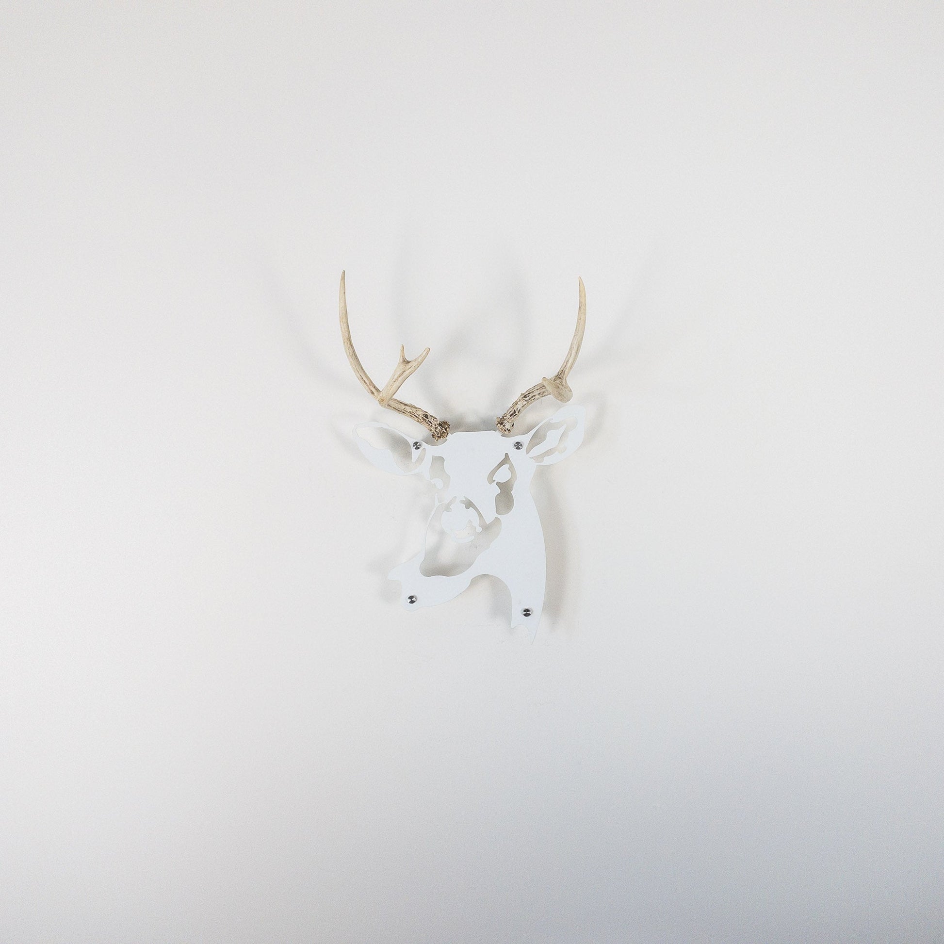 A metal wall decor made from real ethically sourced  White-Tailed Deer antlers mounted on a metal head