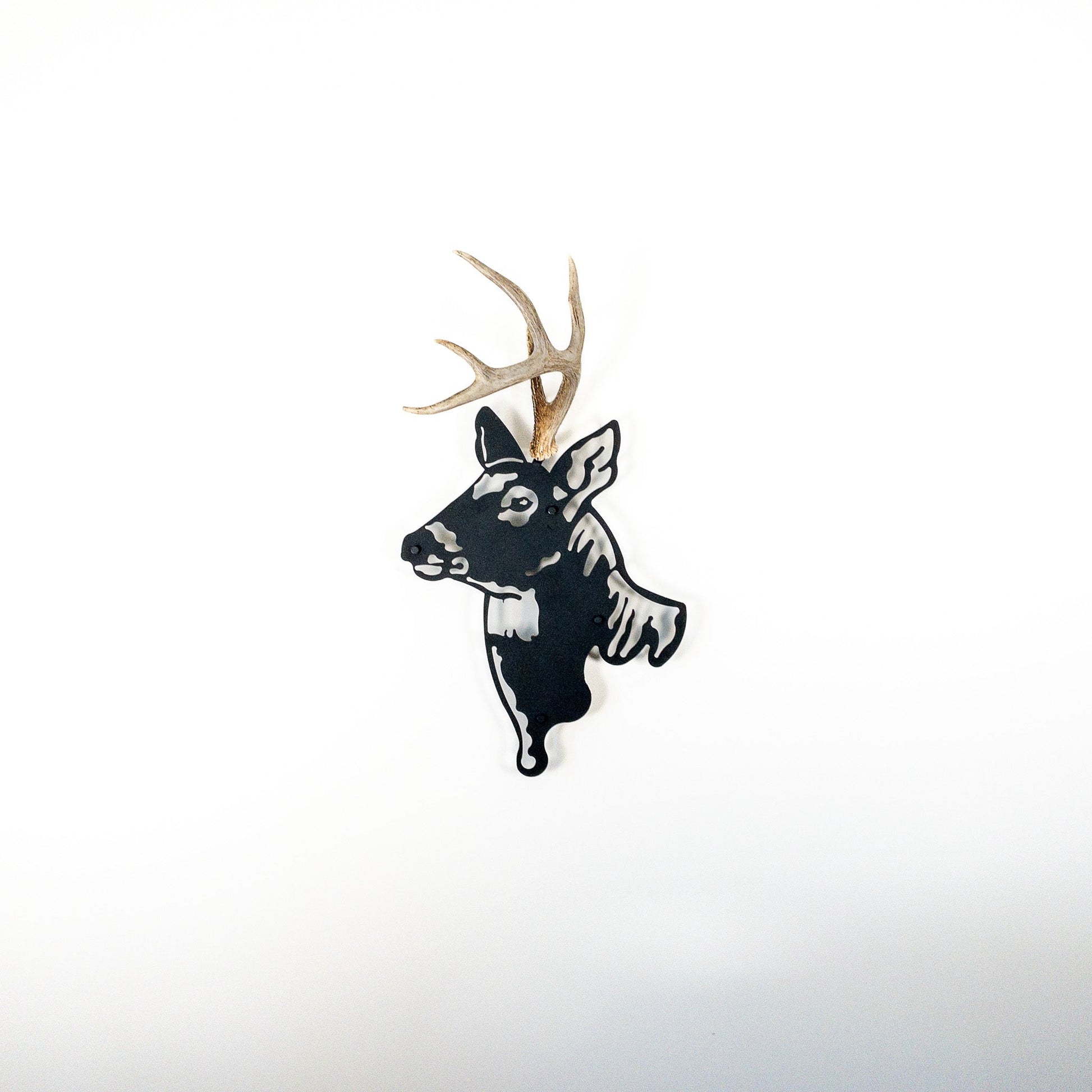 A metal wall decor made from real shed antler   White-Tailed Deer antlers mounted on a metal head