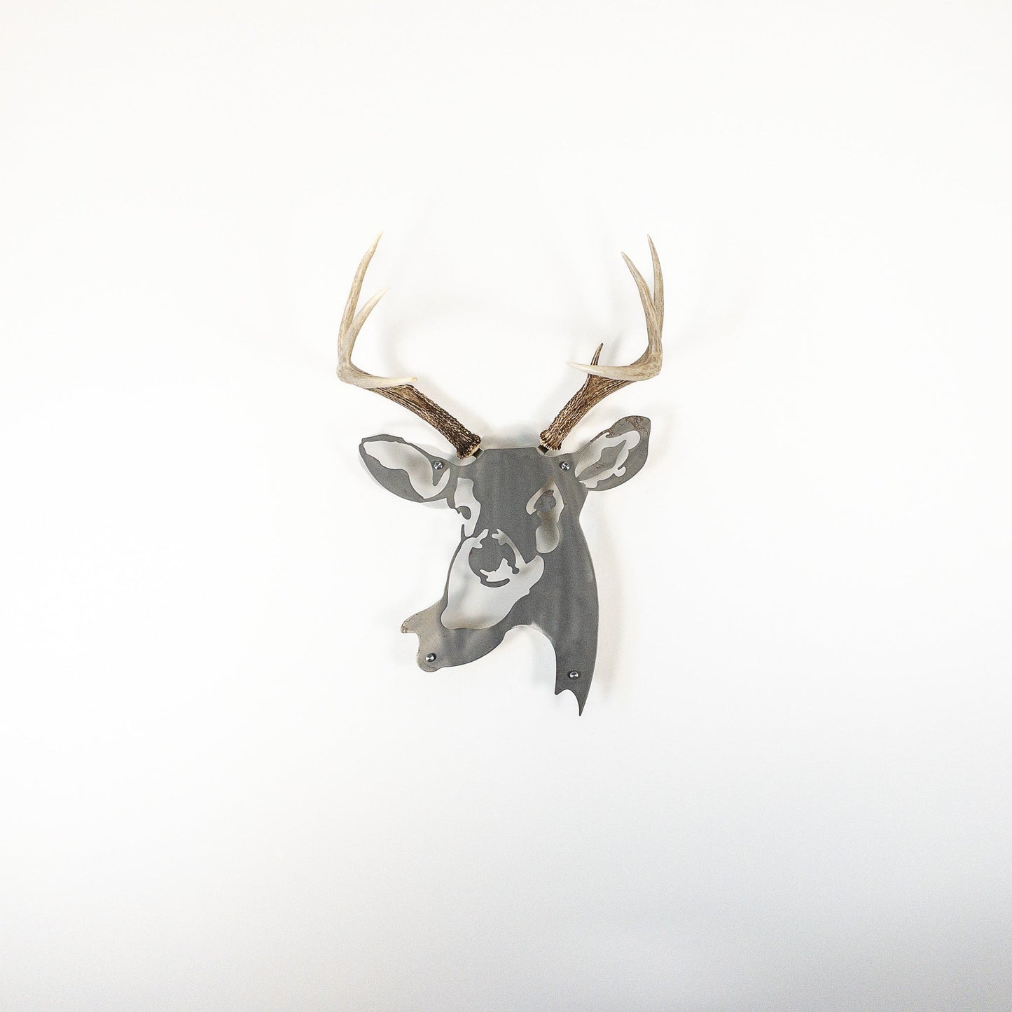 A metal wall decor made from real shed White-Tailed Deer antlers mounted on a metal head