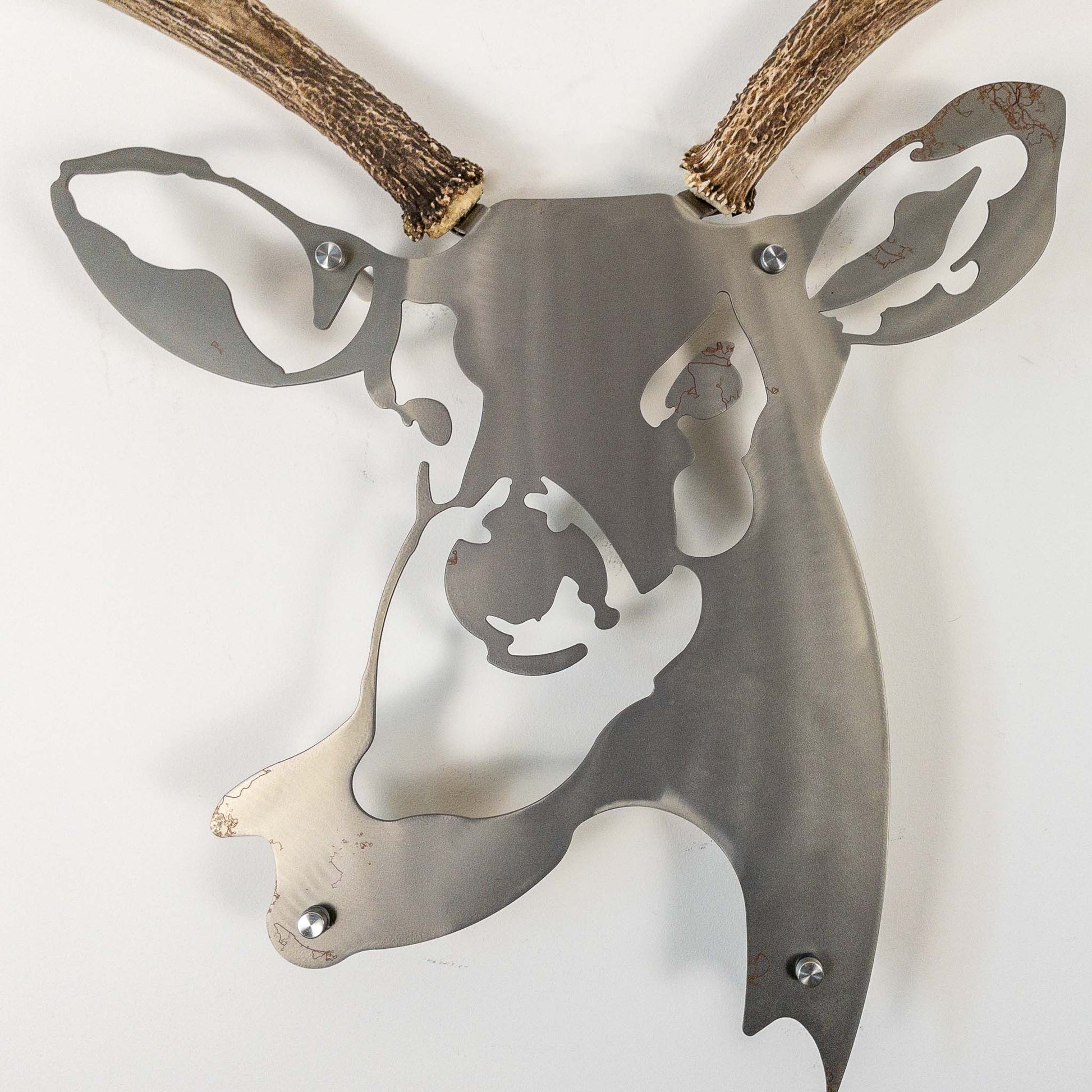 A metal wall decor made from real shed  White-Tailed Deer antlers mounted on a metal head