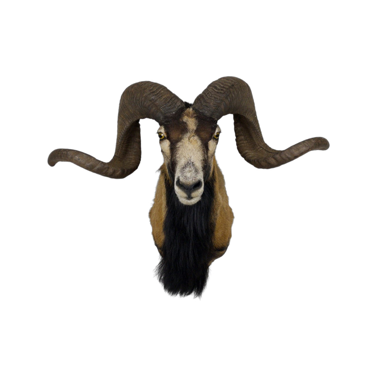 A  Taxidermy Bighorn Shoulder Mount of Grade Respectable