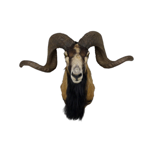 A  Taxidermy Bighorn Shoulder Mount of Grade Respectable