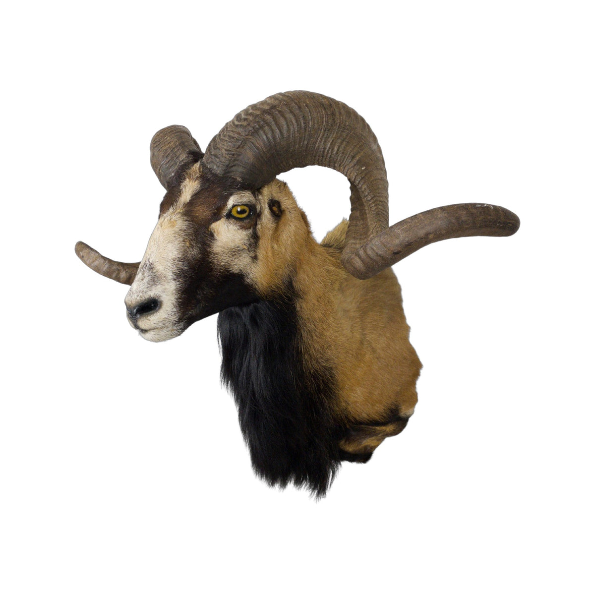 A  Taxidermy Bighorn Shoulder Mount of Grade Respectable