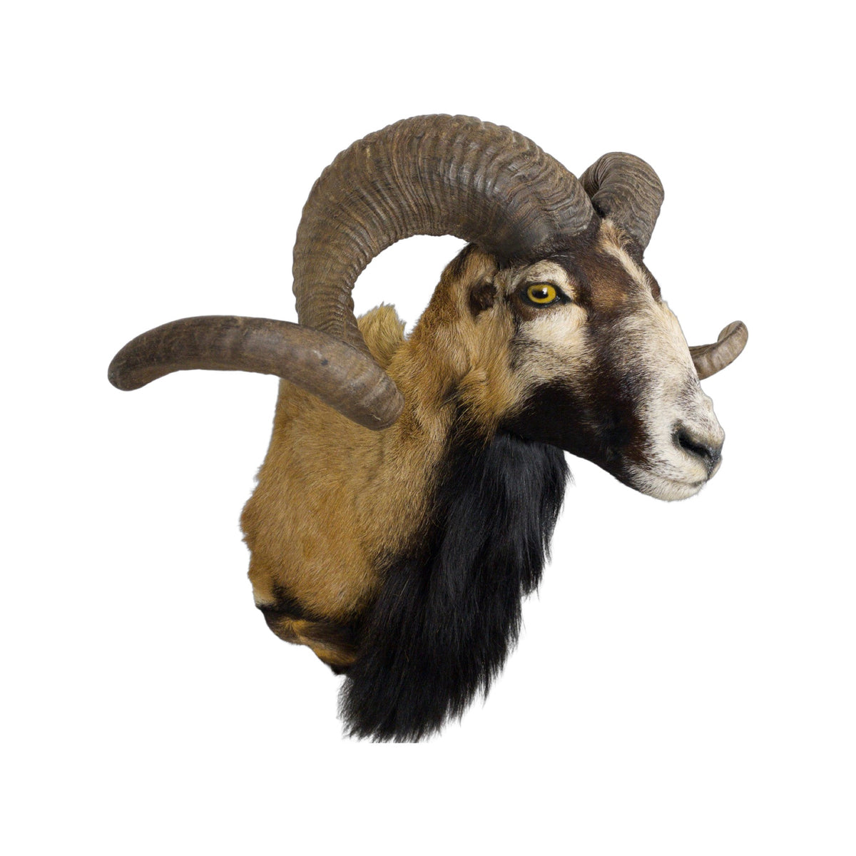 A  Taxidermy Bighorn Shoulder Mount of Grade Respectable