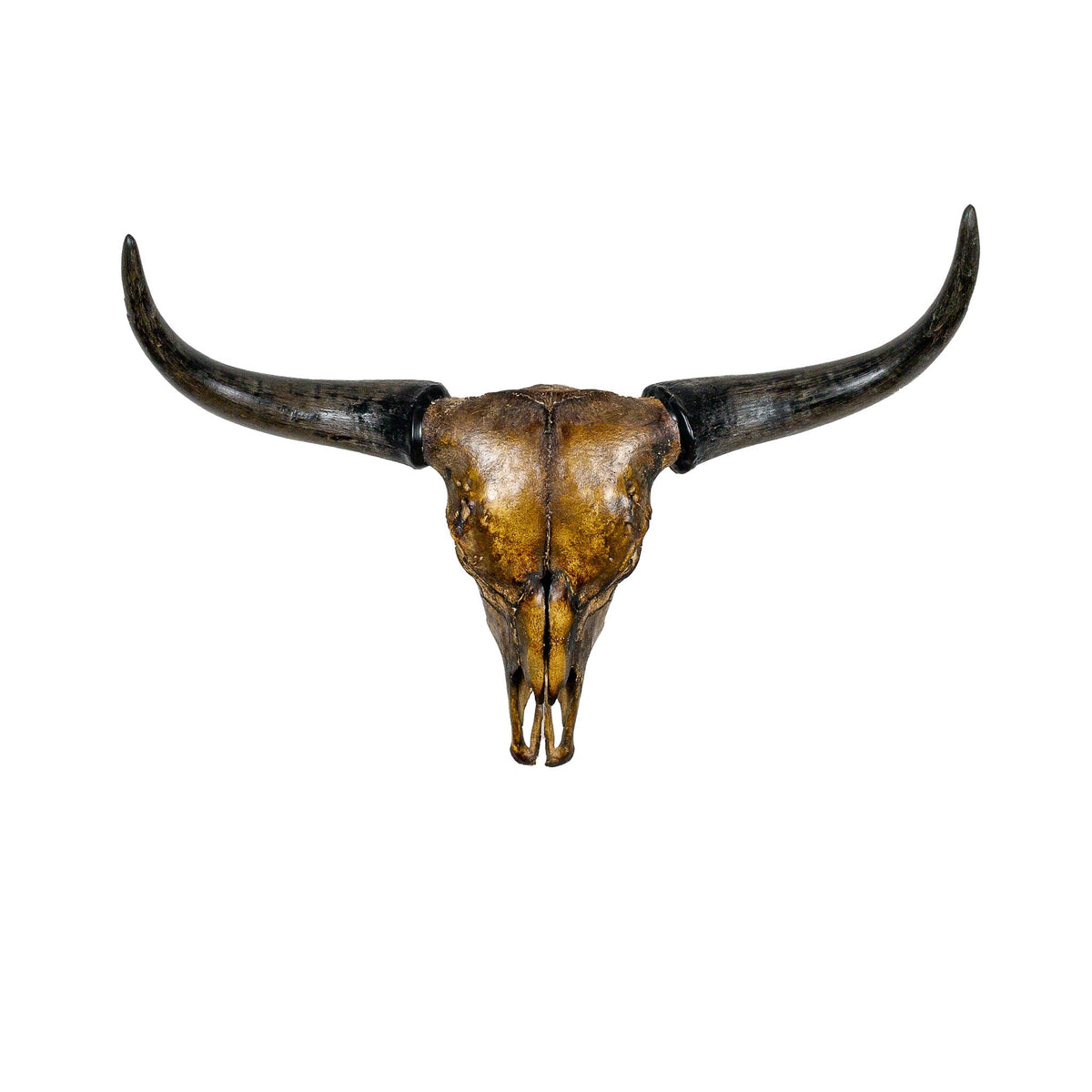 A Home Decor Taxidermy Corriente Skull of Grade Respectable