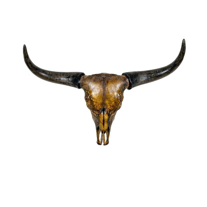 A Home Decor Taxidermy Corriente Skull of Grade Respectable
