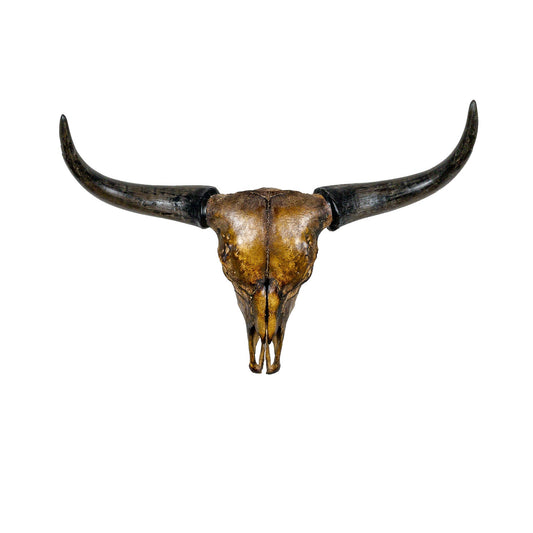 A Home Decor Taxidermy Corriente Skull of Grade Respectable