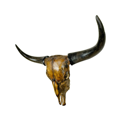 A Home Decor Taxidermy Corriente Skull of Grade Respectable
