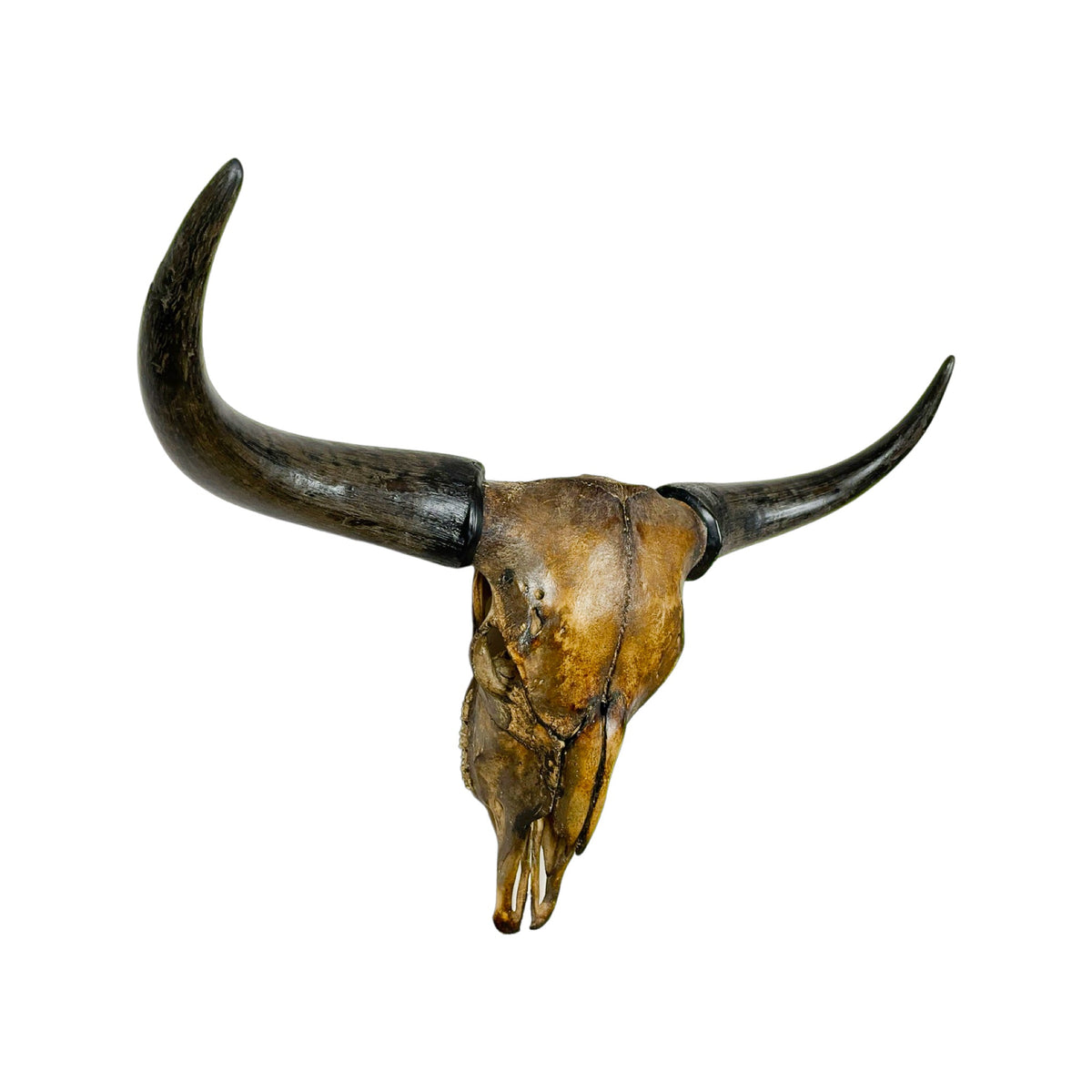 A Home Decor Taxidermy Corriente Skull of Grade Respectable