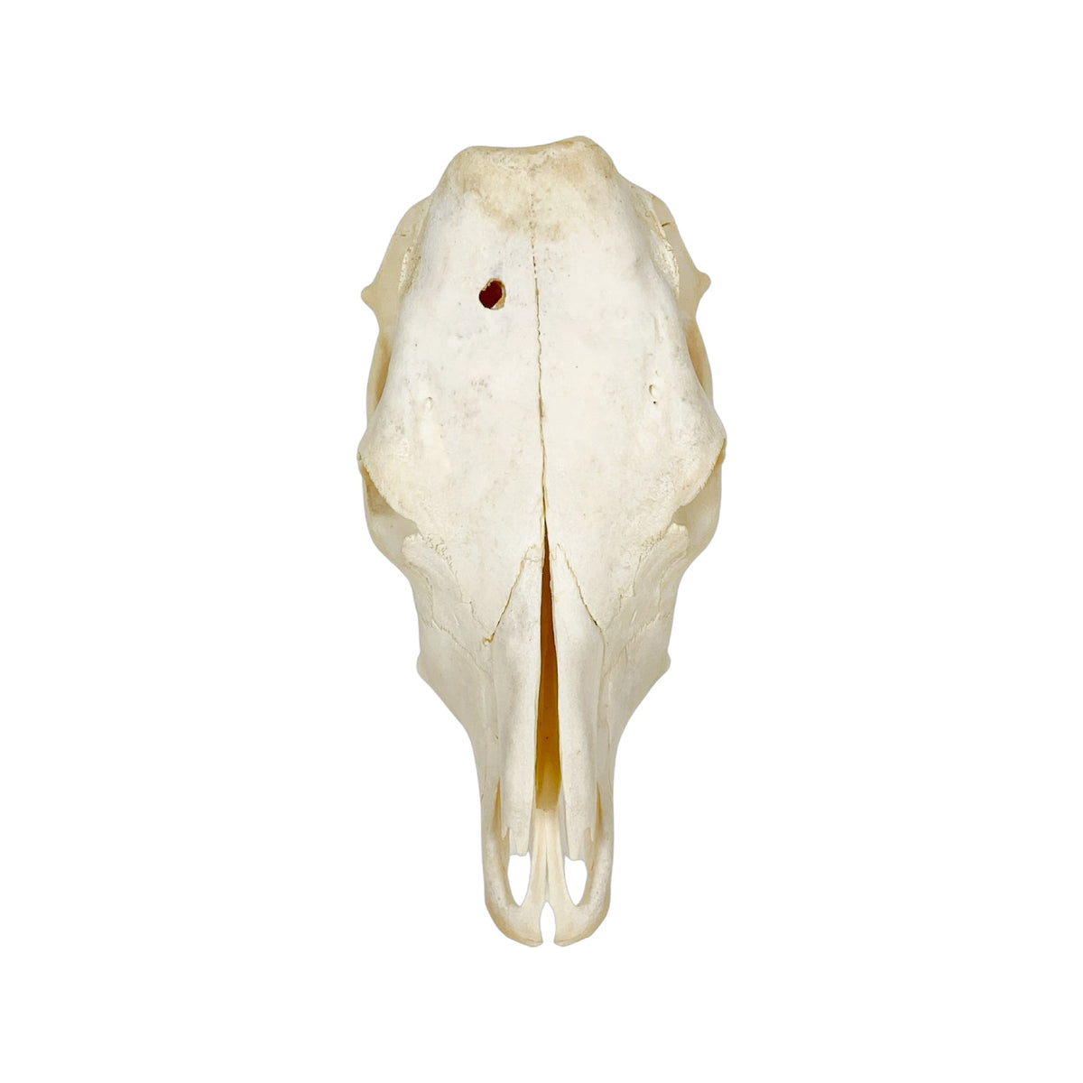 A Home Decor Taxidermy Cow Skull of Grade Respectable