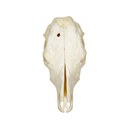 A Home Decor Taxidermy Cow Skull of Grade Respectable