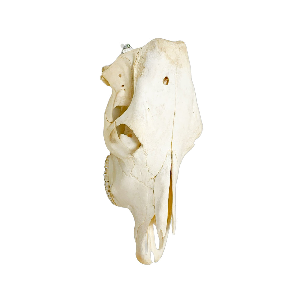 A Home Decor Taxidermy Cow Skull of Grade Respectable